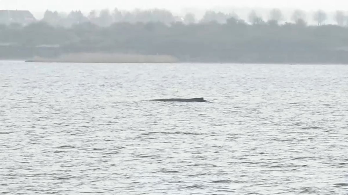 Na severu Německa uvázla na mělčině velryba, její stav se zhoršuje
